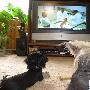狗对电视机中的同伴没兴趣？
