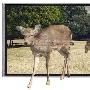 Nintendo 3DS 将采用夏普的3.4寸3D屏？