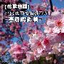 花季物语全攻略 小DC也可拍出好花卉