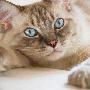 科学家研发“猫大脑”计算机 可迅速识别人脸