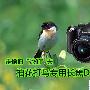 走偷拍“她们”去 拍花打鸟专用长焦DC推荐