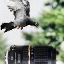 腾飞 腾龙！腾龙SP Di70-300VC USD评测