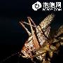 令人窒息之美 索尼A55坝上游：微距篇