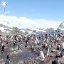 Google Street View 登陆企鹅岛（AKA 南极洲）