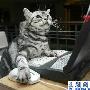 ICANN 通过 .xxx 域名，注册大战一触即发！