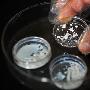 中国科学家研制出纳米`仿生骨`