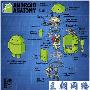 Android操作系统吉祥物拆解图