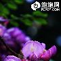 从零开始 数码单反如何才能拍微距？