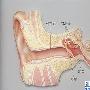 听MP3是怎么伤害耳朵的?教你保护听力
