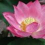 康宁（Corning）推出 Lotus Glass 显示器用高性能玻璃