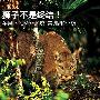 狮子不是终结 苹果下代桌面系统全解析