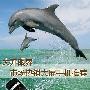 屏幕3.5吋都算小 市场热销大屏手机推荐