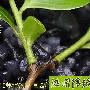 江南食俗 自制乌米饭(图)