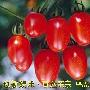 专题：11种新型健康蔬菜