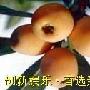 小小枇杷也有减肥妙用