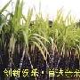 春季食用蔬果之七大忌-亲亲我健康