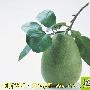 18种抗癌果蔬排行榜！-亲亲我健康
