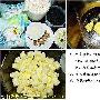 休闲小吃：桃仁芝麻米花糖