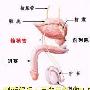 生殖器有五种先天畸形-亲亲我健康