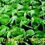专题：食物陷阱—传统菜市