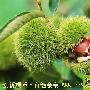 冬季栗子赛肾宝