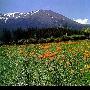 阿尔泰山景区介绍