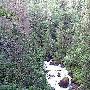 长白山谷底林海景区介绍