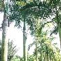 厦门园林植物园景区介绍