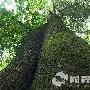 万木林景区介绍