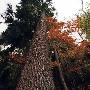 南华山景区介绍