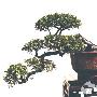 南通盆景园景区介绍