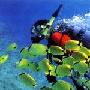 堪培拉国家水族馆景区介绍