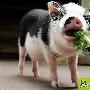 可爱小猪吃蔬菜 动物世界