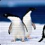 肥胖的鸟--企鹅 动物世界