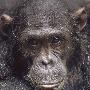 黑猩猩－聪明的动物 动物世界