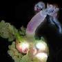 奇妙海洋生物食骨虫：上百雄性住雌性体内 动物世界