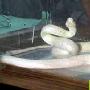 蛇－－“白娘子”传奇(图) 动物世界