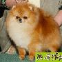 博美犬(Pomeranian)AKC标准 动物世界