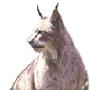 猞猁（Felislynx）(图) 动物世界