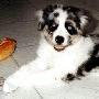 幼犬易患犬瘟热 动物世界