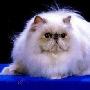 如何紧急处理猫咪的外伤 动物世界
