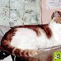 家中有养猫狗有益婴儿防过敏 动物世界