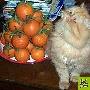 怎样给猫犬清洗眼睛 动物世界