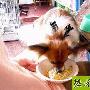 小狗不要喂牛奶 动物世界