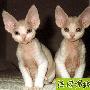 猫不出家门同样要防疫 动物世界