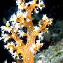 珊瑚为何五彩缤纷 动物世界
