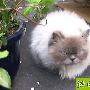 猫的肚子中为何积累毛团 动物世界