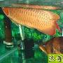 龙鱼的常见病—--翻鳃 动物世界