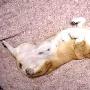 犬的寿命有多长 动物世界