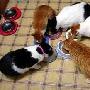 貓猫防疫注射前后的注意事項 动物世界